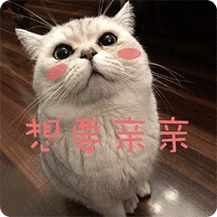 萌萌的猫咪表情包：想要亲亲、有钱真好、你不爱我了吗、错了吗
