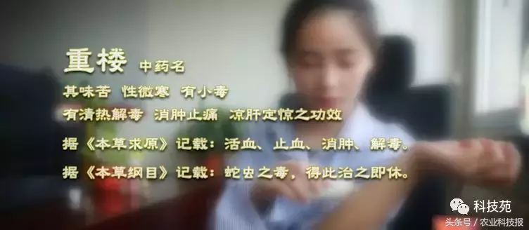 七年前深山里带回的一株草,如今居然卖到每亩100万!