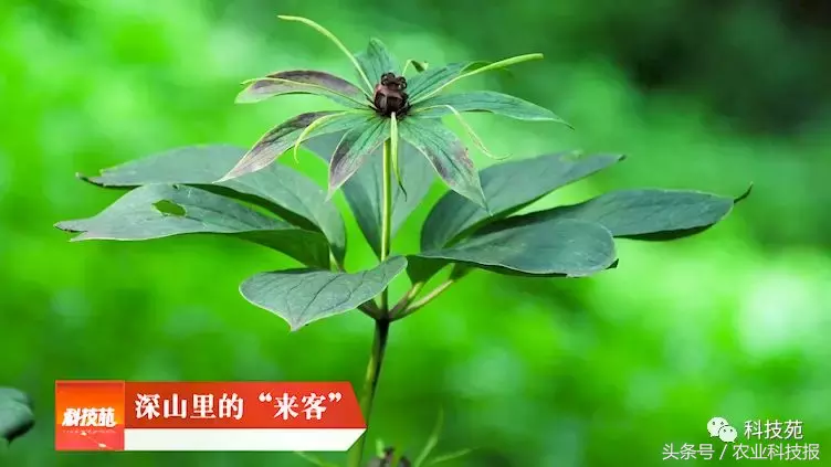 七年前深山里带回的一株草,如今居然卖到每亩100万!