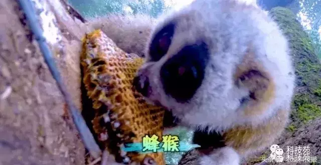 七年前深山里带回的一株草,如今居然卖到每亩100万!
