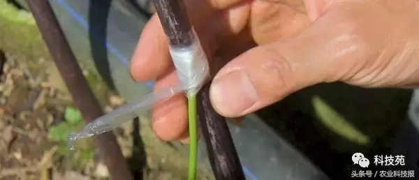 七年前深山里带回的一株草,如今居然卖到每亩100万!
