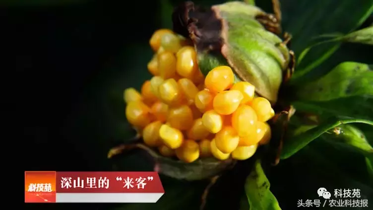 七年前深山里带回的一株草,如今居然卖到每亩100万!