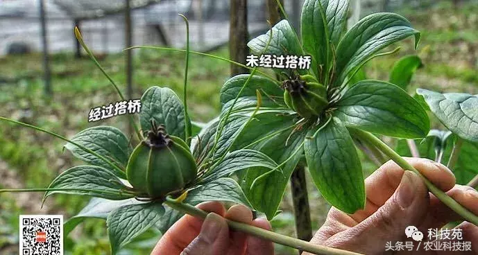 七年前深山里带回的一株草,如今居然卖到每亩100万!