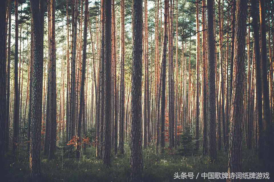 9首松树古诗，见古人坚毅不拔品格