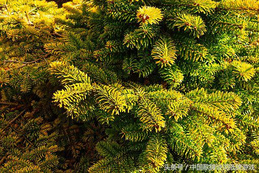 9首松树古诗，见古人坚毅不拔品格