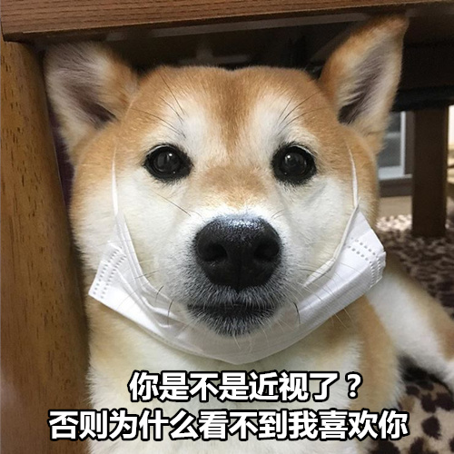 柴犬撩妹表情包：你知道我最喜欢什么制服吗？被你制服