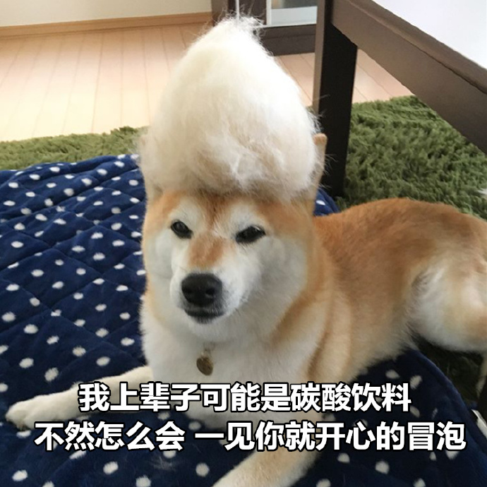 柴犬撩妹表情包：你知道我最喜欢什么制服吗？被你制服