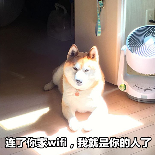 柴犬撩妹表情包：你知道我最喜欢什么制服吗？被你制服