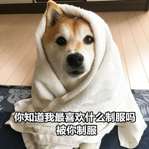 柴犬撩妹表情包：你知道我最喜欢什么制服吗？被你制服