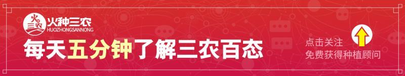 这种果树的花好看，好吃，又营养，鲜花收购价7,8块钱一公斤