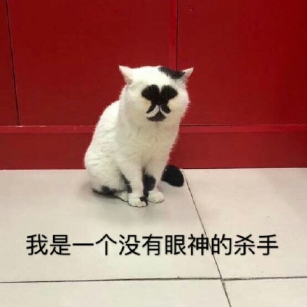 猫咪卖萌表情包：看我这么可爱的份上，你就放过我吧