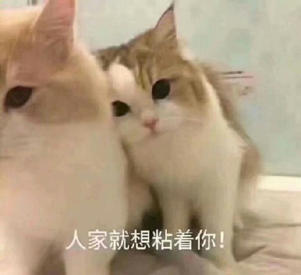 猫咪卖萌表情包：看我这么可爱的份上，你就放过我吧