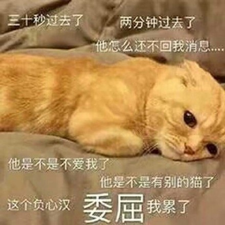 猫咪卖萌表情包：看我这么可爱的份上，你就放过我吧