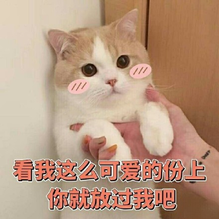 猫咪卖萌表情包：看我这么可爱的份上，你就放过我吧