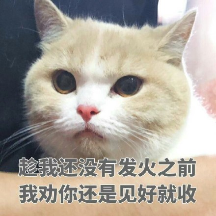 猫咪卖萌表情包：看我这么可爱的份上，你就放过我吧