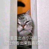 猫咪卖萌表情包：看我这么可爱的份上，你就放过我吧