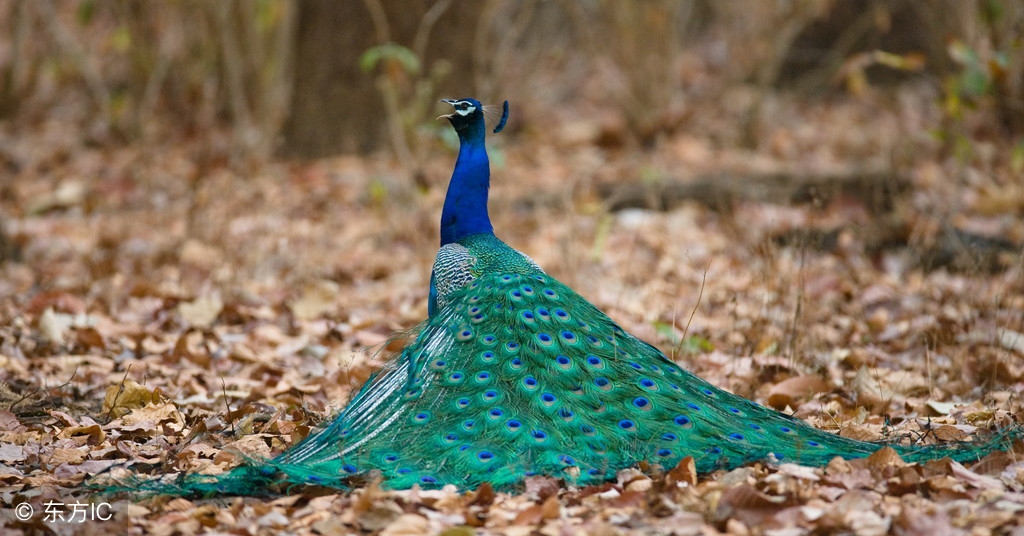 早安朋友,送你一组好漂亮的孔雀开屏图,祝你开心快乐每一天!