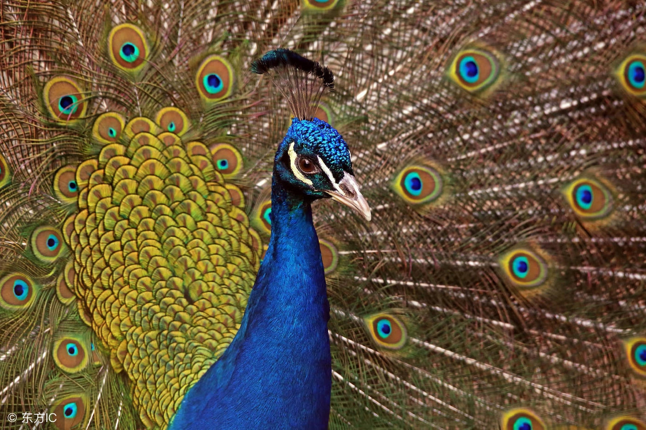 早安朋友,送你一组好漂亮的孔雀开屏图,祝你开心快乐每一天!