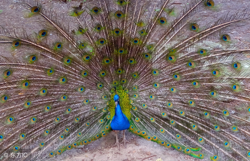 早安朋友,送你一组好漂亮的孔雀开屏图,祝你开心快乐每一天!