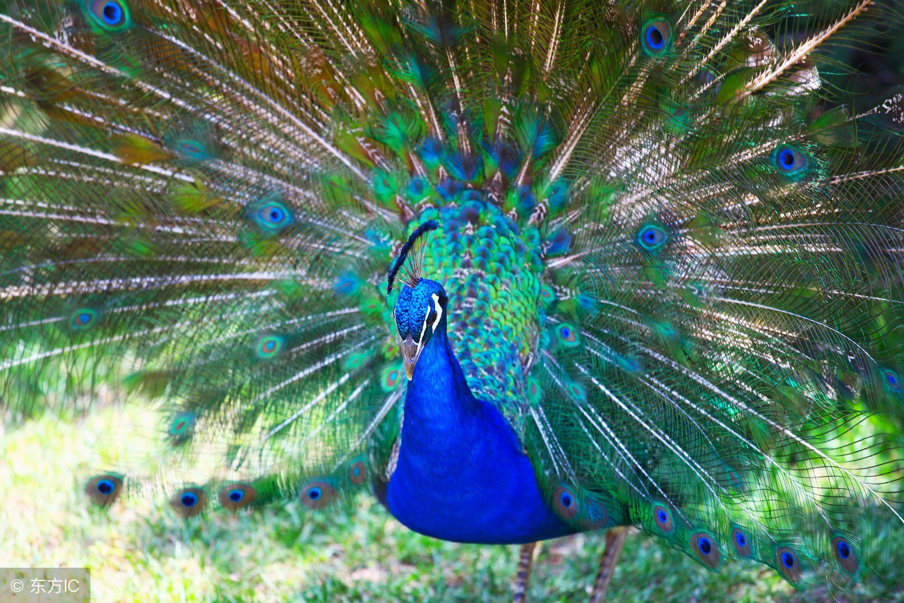 早安朋友,送你一组好漂亮的孔雀开屏图,祝你开心快乐每一天!