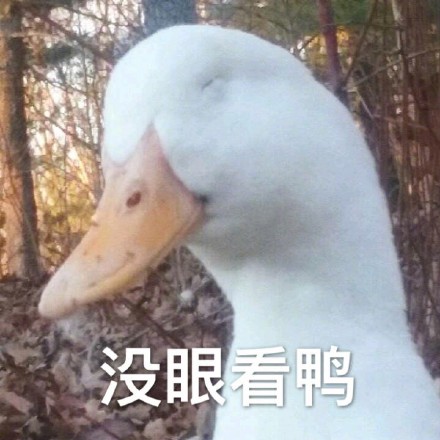小鸭子表情包：今天也要开心鸭、今天也要爱我鸭