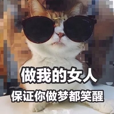 撩对象表情包猫咪版本：做我的女人，保证你做梦都笑醒