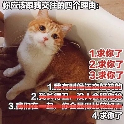 撩对象表情包猫咪版本：做我的女人，保证你做梦都笑醒