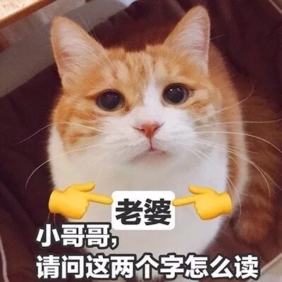 撩对象表情包猫咪版本：做我的女人，保证你做梦都笑醒