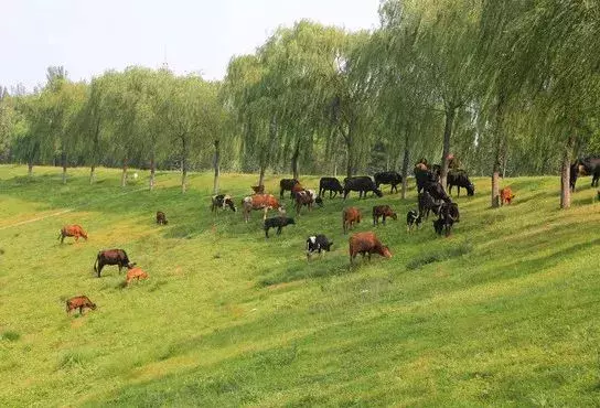 生态养殖模式,水产立体生态养殖模式