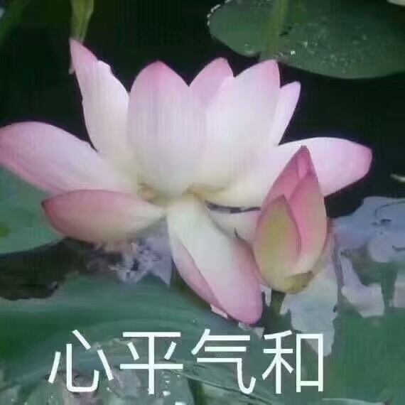 莲花佛系表情包：心平气和，与世无争，四大皆空