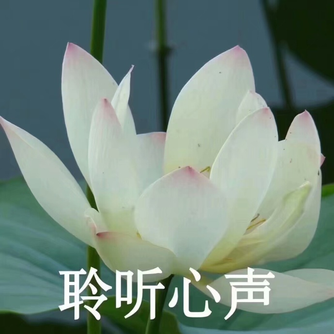 莲花佛系表情包：心平气和，与世无争，四大皆空