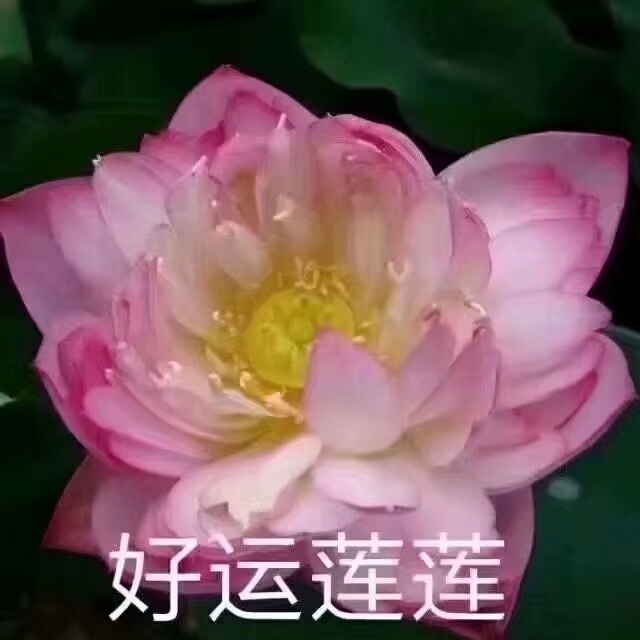 莲花佛系表情包：心平气和，与世无争，四大皆空