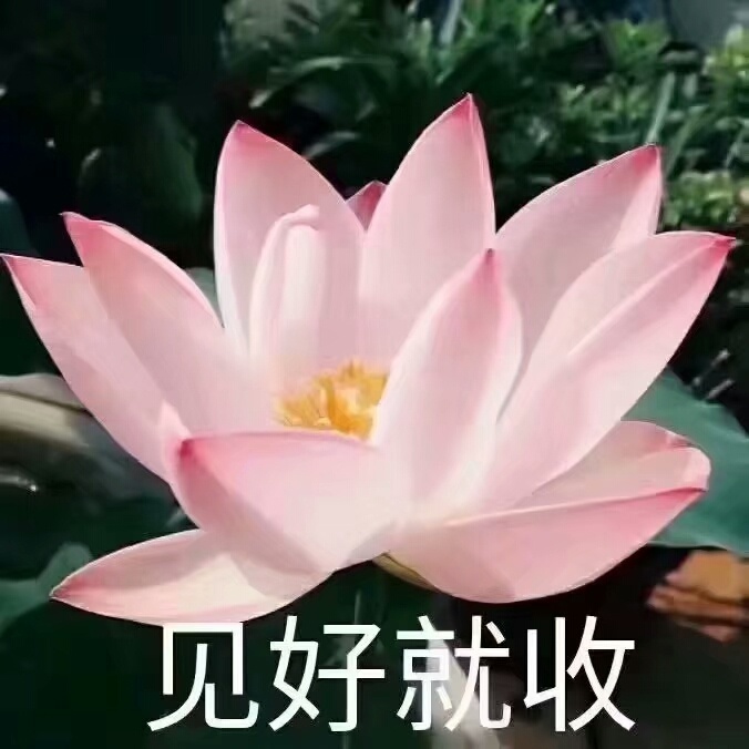 莲花佛系表情包：心平气和，与世无争，四大皆空