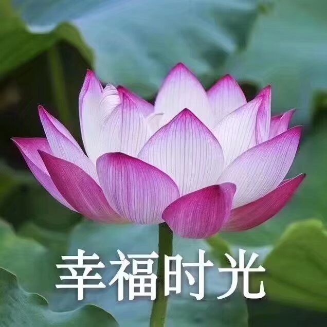 莲花佛系表情包：心平气和，与世无争，四大皆空