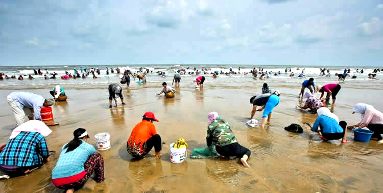 海鲜各种贝类，文蛤、牡蛎、竹蛏、毛蚶……你都了解了吗