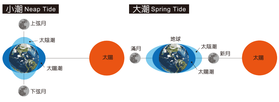 海鲜各种贝类，文蛤、牡蛎、竹蛏、毛蚶……你都了解了吗