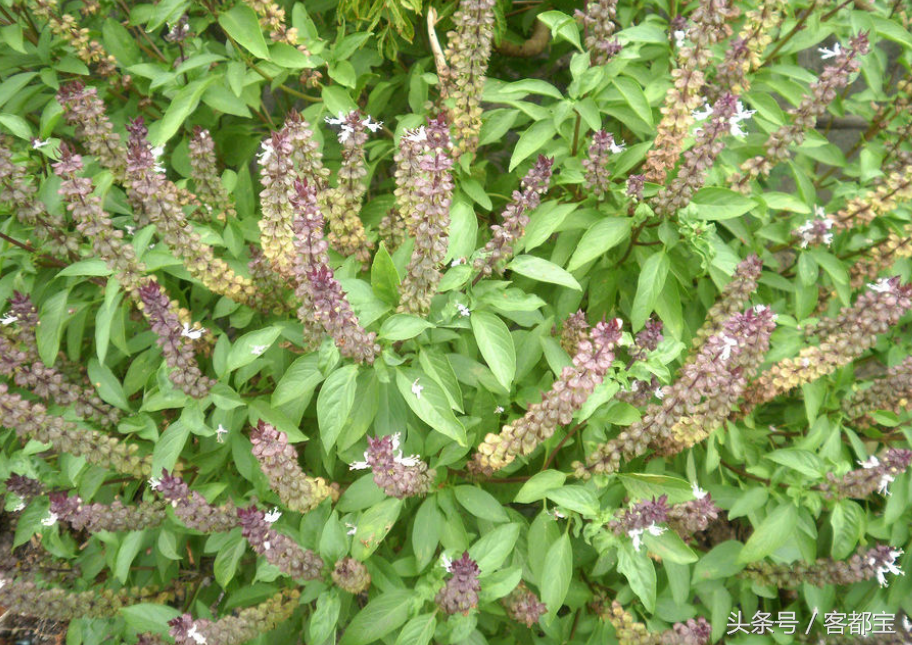 九层塔是什么菜 九层塔可以用什么代替