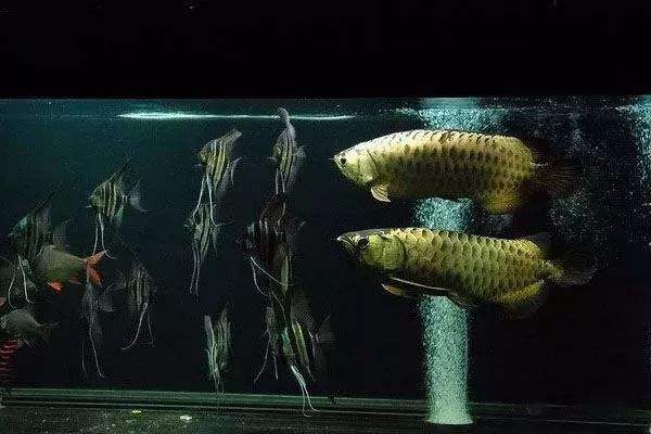 不同品种的观赏鱼缸里有必要放些什么，没有必要放些什么？