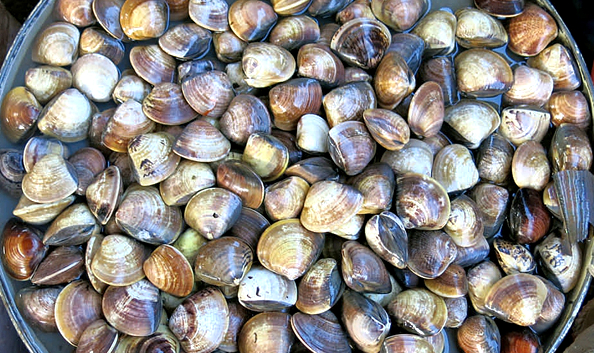海鲜各种贝类，文蛤、牡蛎、竹蛏、毛蚶……你都了解了吗