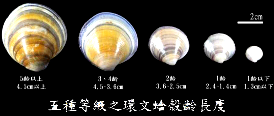 海鲜各种贝类，文蛤、牡蛎、竹蛏、毛蚶……你都了解了吗