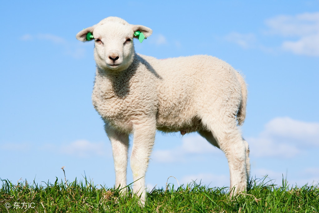 8月23日活羊价格多少钱一斤？最新活羊收购价行情动态信息汇总