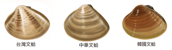 海鲜各种贝类，文蛤、牡蛎、竹蛏、毛蚶……你都了解了吗