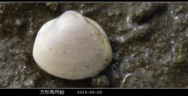 海鲜各种贝类，文蛤、牡蛎、竹蛏、毛蚶……你都了解了吗