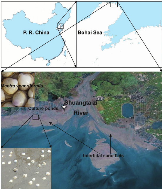 海鲜各种贝类，文蛤、牡蛎、竹蛏、毛蚶……你都了解了吗