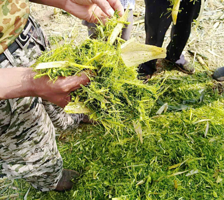 牧神4YZB-3A茎穗兼收玉米收获机轻松应对3.6米高玉米植株