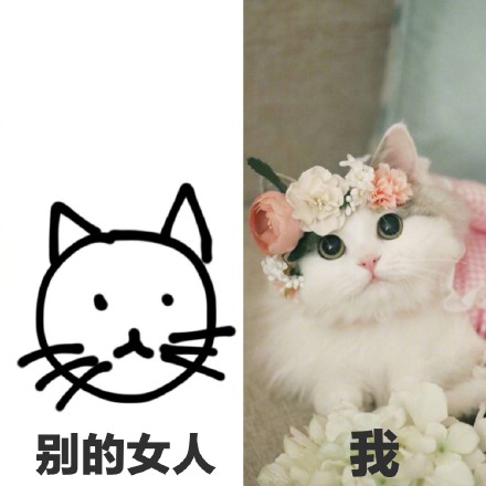 猫咪沙雕表情包：儿女情长什么的，真的很影响大哥行走江湖啊