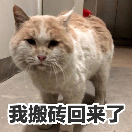 猫咪沙雕表情包：儿女情长什么的，真的很影响大哥行走江湖啊