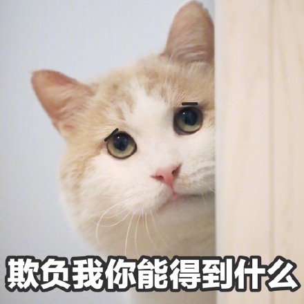 猫咪沙雕表情包：儿女情长什么的，真的很影响大哥行走江湖啊