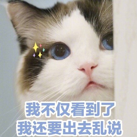 猫咪沙雕表情包：儿女情长什么的，真的很影响大哥行走江湖啊