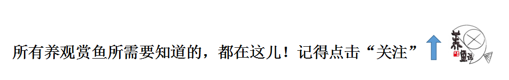 东南亚热带观赏鱼系列3：揭秘龙鱼价格体系，500元能入手金龙鱼